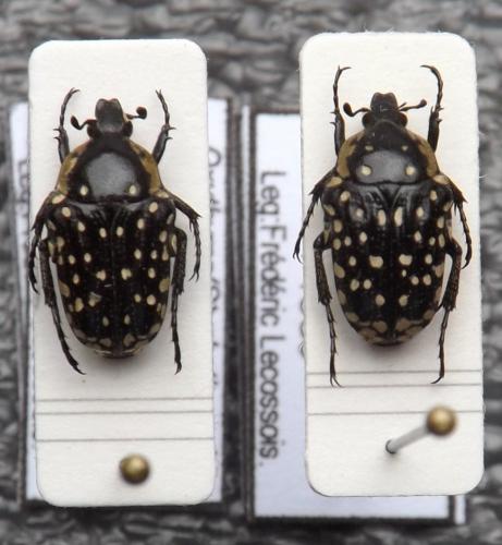 Réf. 211 127 : Oxythyrea sp.